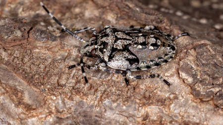 Stink bug of the Genus Antiteuchus with selective focusの写真素材