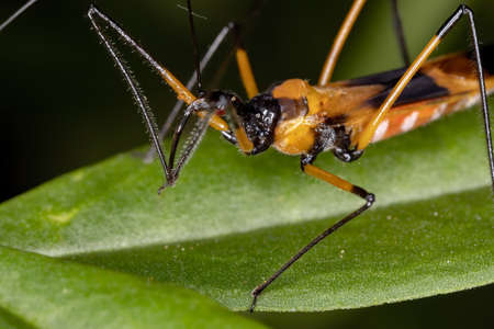 Assassin Bug of the species Zelus vespiformisの写真素材