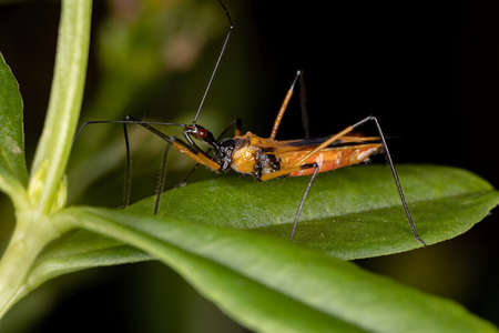 Assassin Bug of the species Zelus vespiformis