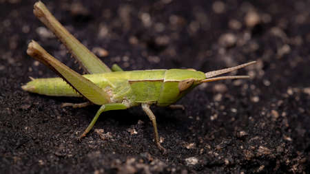 Silent Slant-faced Grasshopper of the species Metaleptea adspersaの写真素材