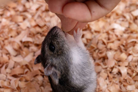 Campbell's dwarf hamster of the species Phodopus campbelli