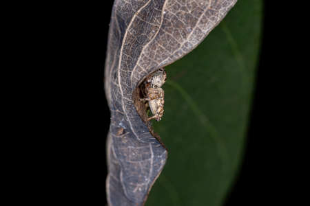 Jumping spider of the Genus Metaphidippus