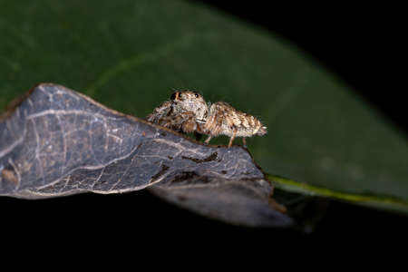 Jumping spider of the Genus Metaphidippus