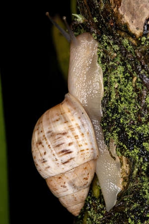 Helicinan Snail of the species Drymaeus souzalopesiの写真素材