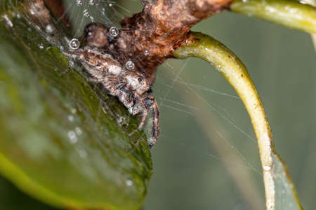 Jumping spider of the Genus Metaphidippus