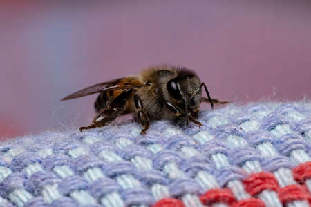 Western Honey Bee of the species Apis melliferaの写真素材