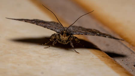 Underwing moth of the Family Erebidae
