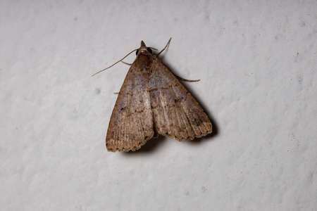 Litter Moth of the Subfamily Herminiinaeの写真素材