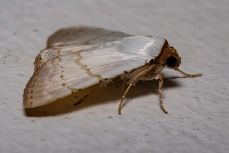 Underwing moth of the genus Eulepidotisの写真素材