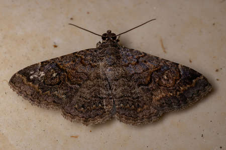 Underwing moth of the Family Erebidaeの写真素材