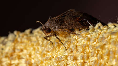 Brazilian brown moth of the Order Lepidoptera