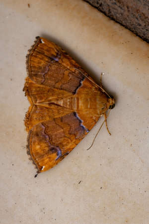 Underwing moth of the genus Eulepidotis