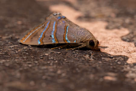 Underwing moth of the species Eulepidotis caeruleilineaの写真素材