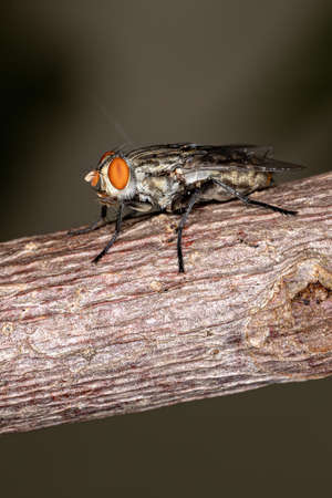 Flesh Fly of the Family Sarcophagidae