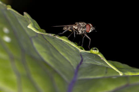 House Fly of the Genus Stomoxys