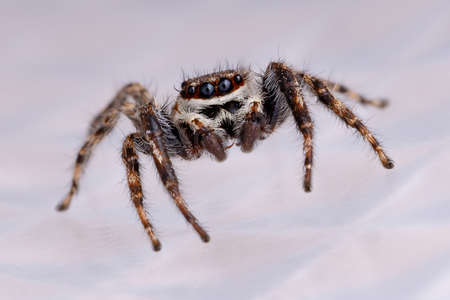 Gray Wall Jumping Spider of the species Menemerus bivittatusの写真素材