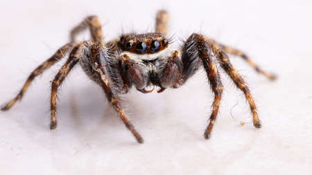 Gray Wall Jumping Spider of the species Menemerus bivittatus