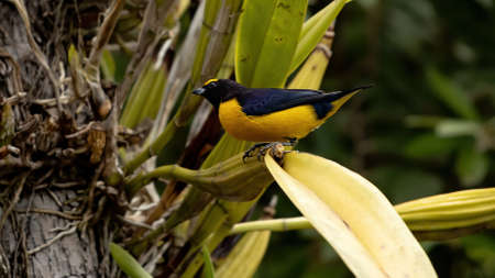 Purple throated Euphonia of the species Euphonia chloroticaの写真素材