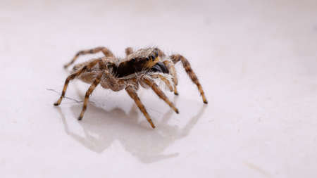 Gray Wall Jumping Spider of the species Menemerus bivittatus