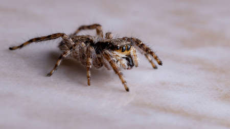 Gray Wall Jumping Spider of the species Menemerus bivittatusの写真素材