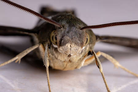 Titan Sphinx of the species Aellopos titanの写真素材