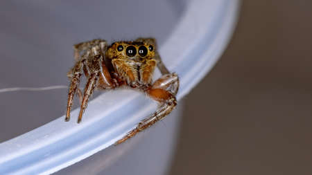 Adanson's House Jumping Spider of the species Hasarius adansoniの写真素材