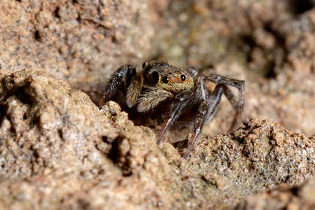 Adanson's House Jumping Spider of the species Hasarius adansoni