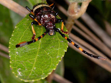 Typical Longhorn Beetle of the species Trachyderes succinctusの写真素材