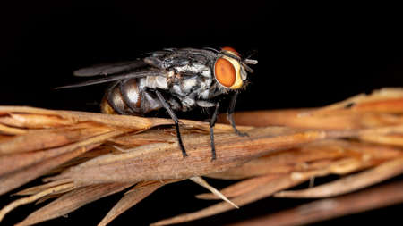 Flesh Fly of the Family Sarcophagidae