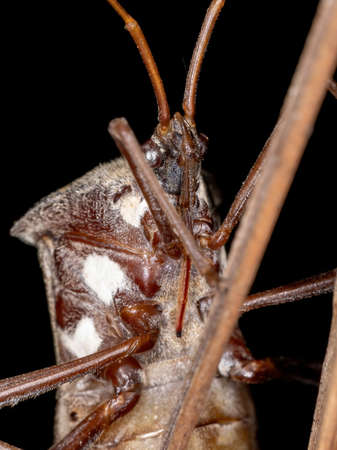 Leaf-footed Bug of the Tribe Acanthocephalini