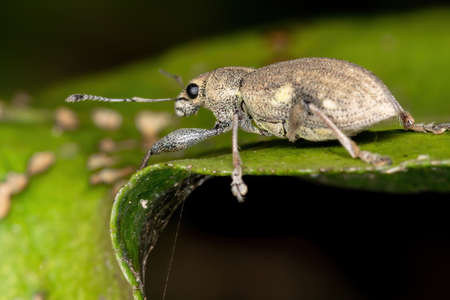 Broad-nosed Weevil of the Tribe Naupactiniの写真素材
