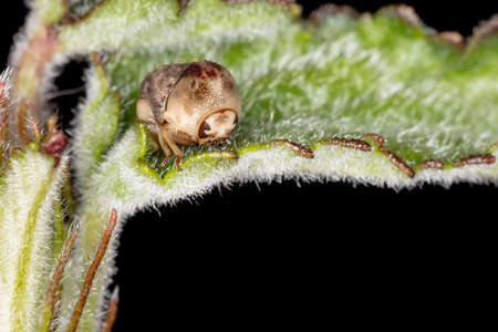 Warty Leaf Beetle of the Tribe Fulcidaciniの写真素材