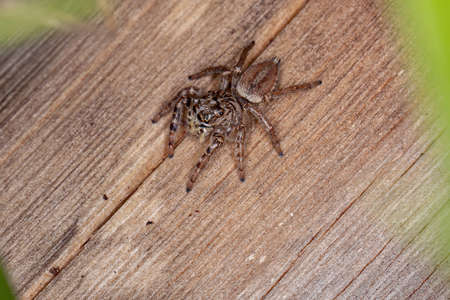 Female Jumping Spider of the species Freya nigrotaeniata