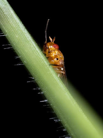Lauxaniid Fly of the Family Lauxaniidae