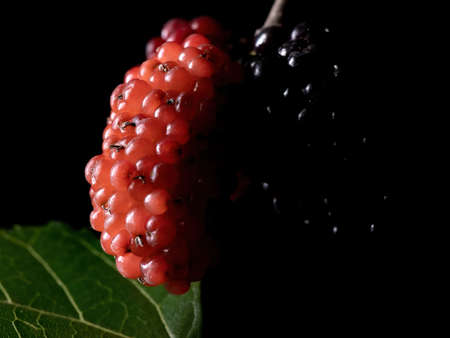Mulberry plant of the genus Morus in macro viewの写真素材