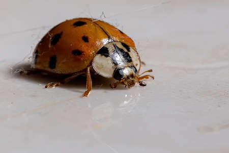Asian Lady Beetle of the species Harmonia axyridisの写真素材