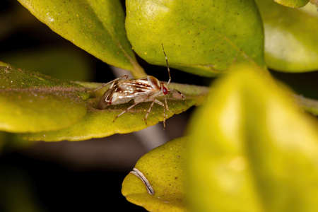 Plant Bug of the species Horciasoides nobilellus