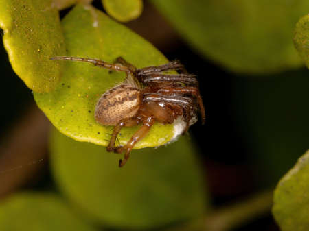 Classic Orbweaver of the Genus Metazygiaの写真素材