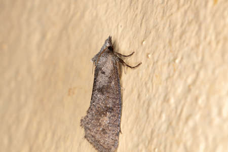 Burrowing Webworm Moth of the Subfamily Acrolophinae