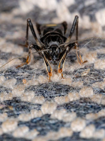 Corsair Bug of the Genus Rasahus