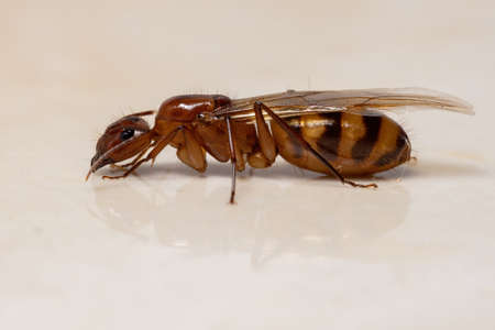 Adult Carpenter Ant of the Genus Camponotus