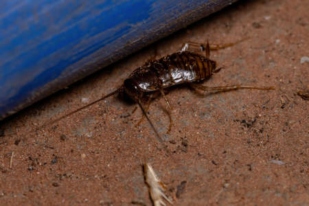 Sand Cockroach of the Subfamily Latindiinae in the ground