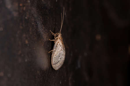 Brown Lacewing of the Family Hemerobiidae