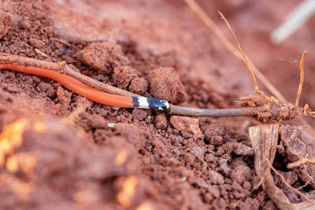 Reinhardt's Burrowing Snake of the species Apostolepis assimilisの写真素材