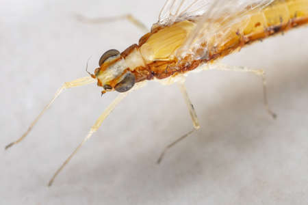 Small Mayfly of the Family Baetidae