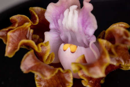 Small brown and purple colored flower of an orchid from the Orchidaceae family with selective focusの写真素材