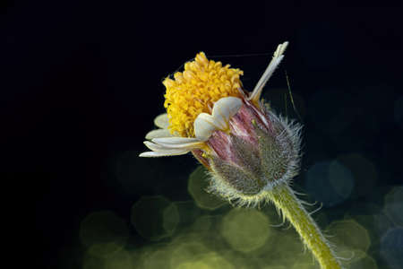 Flower of the plant Tridax procumbens
