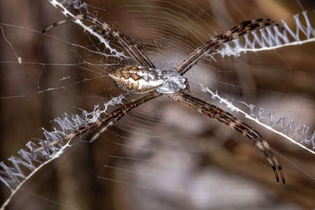 Silver Garden Orbweaver of the species Argiope argentata