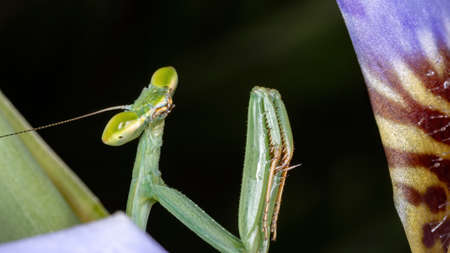 Brazilian Mantid of the Genus Oxyopsis
