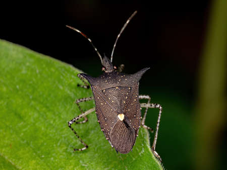 Stink Bug of the species Proxys albopunctulatusの写真素材